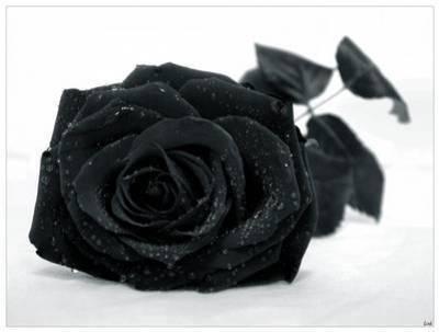 une rose et toi