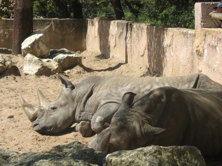 rhinoscéros