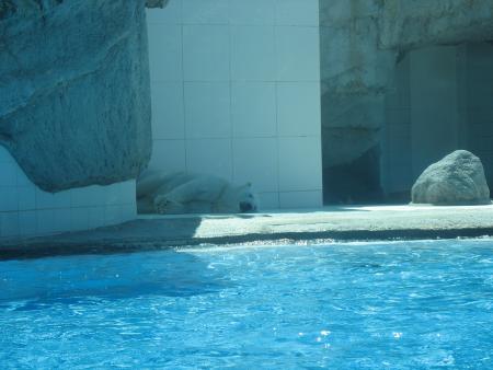 l ours polaire